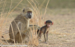 Mamma with her boisterous cub!