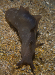Aplysia punctata