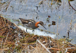 Red-necked Phalarope