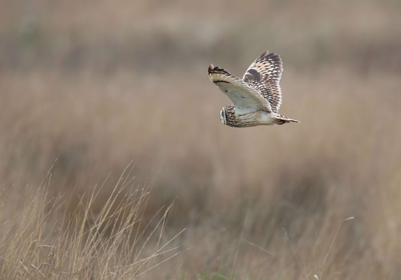 Short Eared Owl