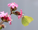 Brimstone (male) on red campion, Oxfordshire, UK