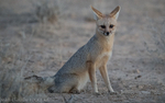 Cape Fox