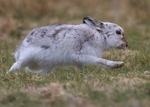 Mountain Hare