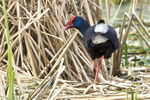Purple Swamphen