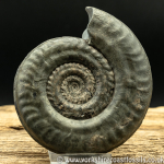 amm1422 Hildoceras lus...