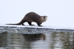River Otter in winter, Yellowstone National Park, Wyoming
