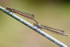 Large Red Damselfly's