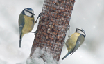 Winter Feed