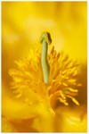 Yellow Horned Poppy Website