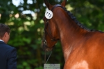 173-HARIBO_LOUVO-Gaspard_Maksud-WEDTrotUp+DR portfolio