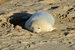 Atlantic Grey Seal
