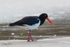 Pied Oyster Catcher 1