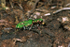 Green Tiger Beetle