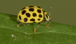 22 Spot Ladybird
