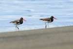 Two American Oystercatchers running from advancing surf, Costa Rica