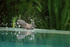 Pied Fantail bathing, Phnom Penh, Cambodia