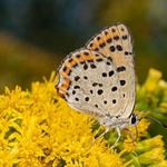 Lesser fiery copper (Lycaena thersamon) ♀︎
