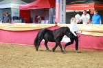 SBM_18433