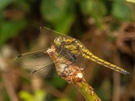Black-tailed Skimmer