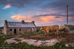 Sunset on a Farm in Claddaghduff