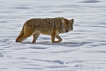Coyote