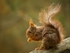 Red Squirrel 2