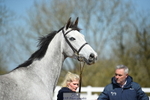 Selection from the Trot Up portfolio