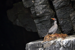 Red-legged Cormorant at nest, Chile
