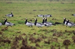 Barnacle Geese