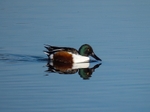 Shoveler