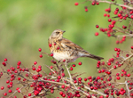 Fieldfare -  Turdus pilaris