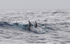 Meute de dauphins de Risso
