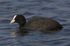 Coot (adult) at Otmoor
