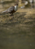 Dippers, North Wales