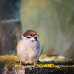 Tree Sparrow