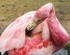 Slimbridge-3