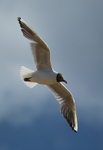 Gull in Flight 5514