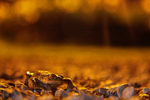 Common frog in Urban Environment
