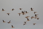 Greater (Greenland) White-fronted Geese