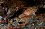 Agonus cataphractus