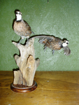 QUAIL
