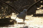 Black-browed Albatross, specular highlights at sunset, Steeple Jason