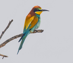 European Bee Eater