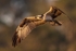 Dawn Flight