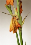 Gladiolus Orange