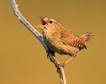 Wren singing from a branch on Islay