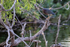 Green Heron perched late afternoon, Venice Rookery, Florida