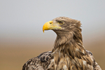White-tailed Eagle