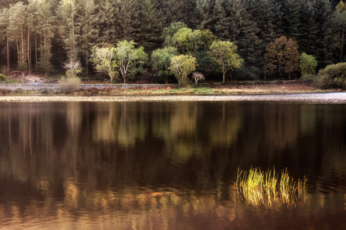 Injebreck reflections. In the foreground the sunlight catches the reeds and the reflected Colden plantation whilst th…