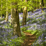 Bluebell Path